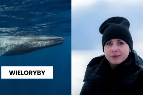 Jak rozmnażają się wieloryby? Fascynujące fakty o ich życiu i młodych