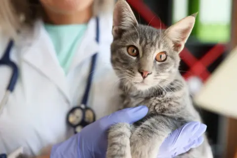 A veterinarian in gloves holds a tabby kitten, likely for a fip treatment consultation.