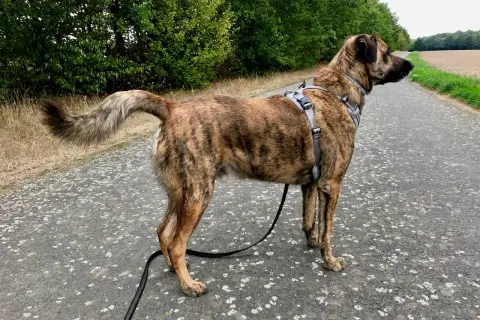 Ein gestromter Cão de Castro Laboreiro steht auf einem Weg, umgeben von Bäumen und Feldern.