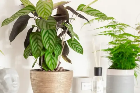 Kwiat calathea z pasiastymi liśćmi w złotej donicy, obok zielona paproć i dyfuzor zapachowy.
