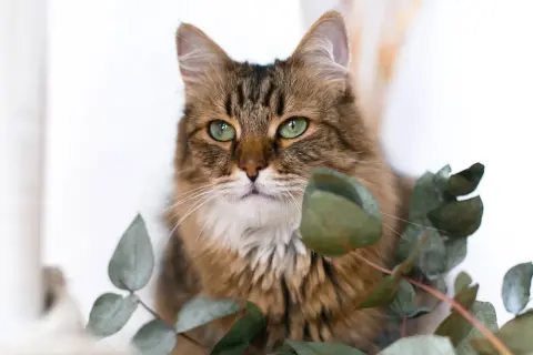 Eine Katze mit grünen Augen sitzt zwischen Eukalyptusblättern. Vorsicht vor Eukalyptusvergiftungssymptomen bei Haustieren.