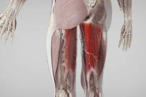 Detailansicht der Beinmuskulatur mit hervorgehobenem Adductor magnus. Nerven und Blutgefäße sind ebenfalls sichtbar.
