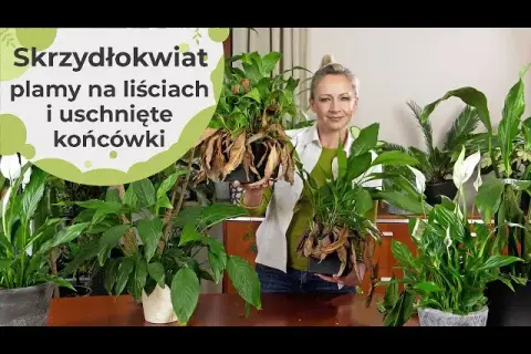 Dlaczego kwiaty skrzydłokwiatu brązowieją? Oto przyczyny i rozwiązania