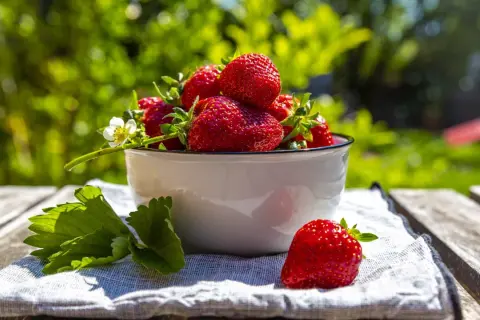 Frisch geerntete Erdbeeren in einer Schüssel, ein Zeichen für die gute Pflege der Erdbeerpflanzen.