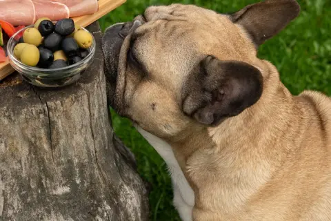 A French bulldog sniffs a bowl of olives, raising the question: can dogs eat olives?
