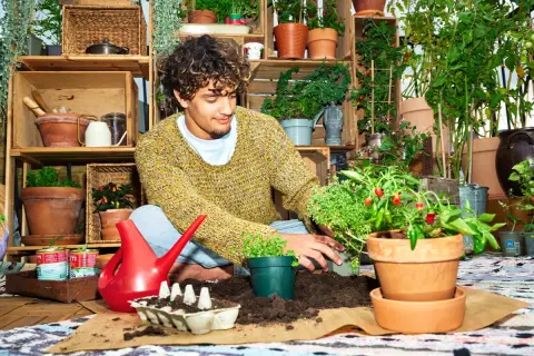 Ung man planterar chiliplantor i krukor. En röd vattenkanna och jord finns nära till hands.