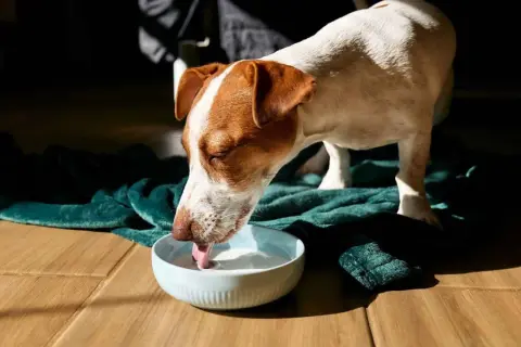 Perro Jack Russell bebe leche para perros de un cuenco azul sobre una manta verde.