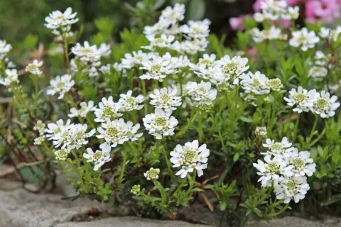 Ein Meer aus weißen Schleifenblumen, bereit zum Schneiden für einen Frühlingsstrauß.