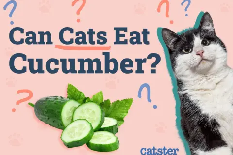 A black and white cat looks at sliced cucumbers, with the text "Can Cats Eat Cucumber?" on a pink background.