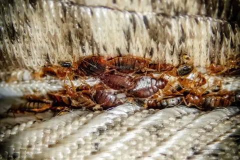 A close-up shows a cluster of bed bugs, the likely reason why is my bed itchy.