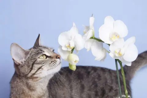 A tabby cat curiously sniffs white orchids, raising the question: are orchids toxic to cats?