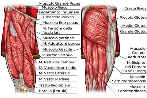 Anatomia dettagliata dei muscoli delle cosce, con etichette che indicano i nomi dei vari muscoli come il Grande Gluteo e il Retto del femore.