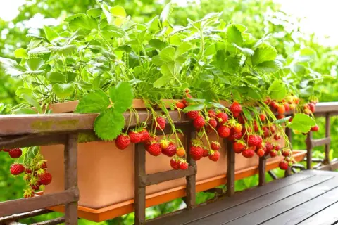 Fraisiers remontants en pleine floraison sur un balcon, prêts à être dégustés. Quand planter fraisier remontant pour une récolte abondante ?