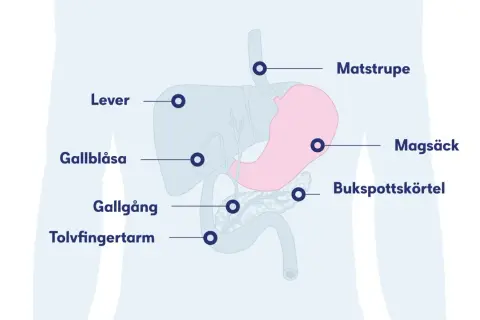 Diagram över matsmältningsorganen, inklusive magsäck, lever och bukspottkörtel. Kan visa symtom på inflammation i magen.