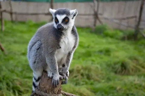 Lemur siedzi na pniu w zoo w łącznej, z zaciekawieniem obserwując otoczenie.
