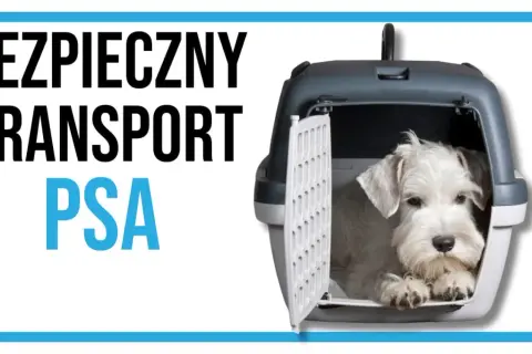 Biały piesek siedzi w otwartym transporterze.