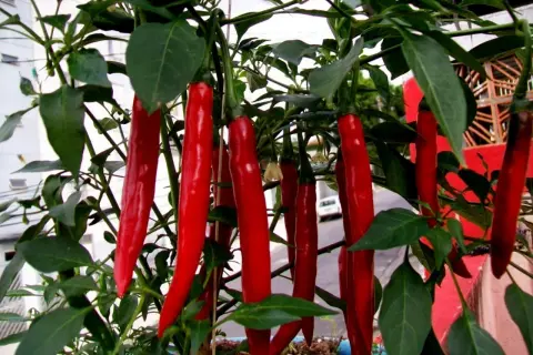 En buske med många långa, smala, röda chili cayenne-pepparfrukter som hänger ner från grenarna.
