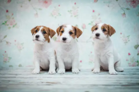 Trzy urocze szczenięta Jack Russell Terrier siedzą przed kwiecistą tapetą. Zastanawiasz się, ile powinien jeść szczeniak tej rasy?