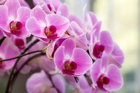 Delikatne, różowe kwiaty storczyka, znane też jako orchidea, tworzą bujny bukiet.