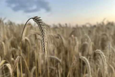 Kłos żyta na pierwszym planie, w tle pole zbóż i niebo. Obrazek sugeruje aktualne ceny żyta, które zależą od pogody i zbiorów.