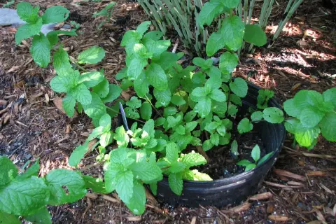 Plante de menthe verte et luxuriante poussant dans un pot noir, entourée de copeaux de bois.