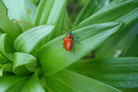 Czerwona poskrzypka liliowa na zielonym liściu. Domowe sposoby na jej zwalczanie mogą obejmować ręczne zbieranie lub stosowanie naturalnych środków.