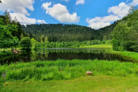Idyllischer See mit Spiegelung im Schwarzwald, umgeben von üppigem Grün und einem dichten Nadelwald.