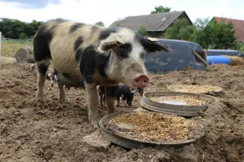 Świnia rasy Pietrain z łatami czarnego i białego futra stoi przy karmidle. W tle widać inne świnie i budynki gospodarcze.
