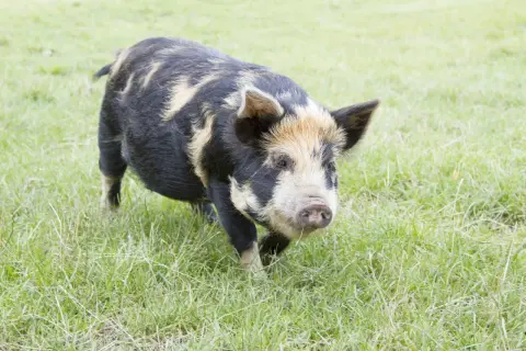 Ein geflecktes Kune Kune Schwein trottet über eine grüne Wiese. Die Haltung dieser freundlichen Tiere ist ein Genuss.