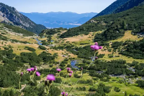 Blühende Disteln im Vordergrund, im Hintergrund ein malerisches Tal mit einem Bach und grünen Hängen im Gebirge in Bulgarien.
