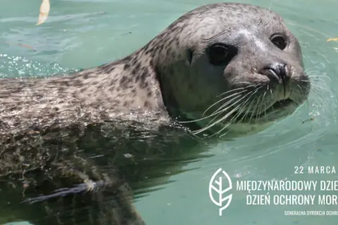 Zwierzęta Bałtyku: odkryj foki, morświny i tajemnice naszego morza