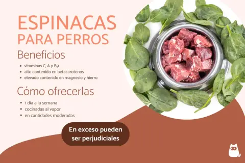 Un tazón de comida para perros rodeado de espinacas frescas. Los perros pueden comer espinacas, que aportan vitaminas y minerales esenciales.