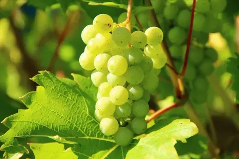 Kiedy zbierać winogrona na wino, aby uzyskać najlepszą jakość?