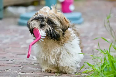 Un adorable Shih Tzu mâchouille une brosse rose, peut-être en attendant son toilettage.