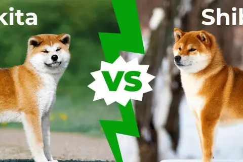 Akita vs Shiba: Kluczowe różnice, charakter, koszty. Który pies dla Ciebie?