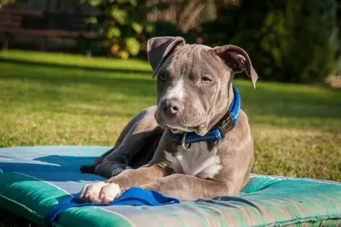 Amstaff: Wychowanie i szkolenie Zrównoważony pies to klucz!
