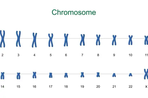 Zestawienie chromosomów ludzkich, od 1 do 22, plus chromosomy płci X. Każdy chromosom ma charakterystyczny kształt litery X.