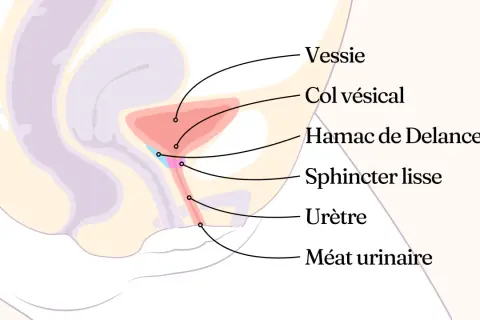 Schéma anatomique du pelvis féminin. Comprendre le fonctionnement de la vessie et de l'urètre peut aider à comment calmer les spasmes de la vessie.