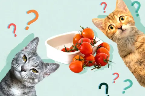 Two curious cats ponder a bowl of cherry tomatoes, surrounded by question marks. Can cats eat tomatoes?