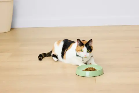 Chatte tricolore allongée près d'une gamelle remplie de croquettes. Elle attend patiemment sa dose.