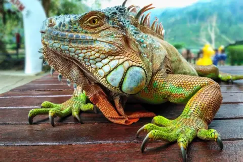 Iguana verde con escamas detalladas y garras afiladas, descansando sobre madera. ¿Qué comen las iguanas? Principalmente plantas.