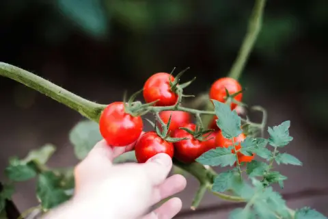 Hand reaches out to pick ripe red tomatoes from the vine.