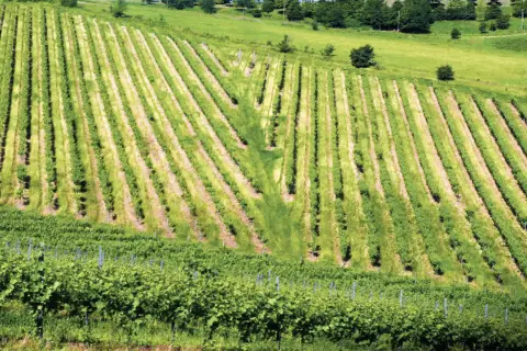 Vigneti rigogliosi sui Colli Bolognesi, dove il pignoletto cresce rigoglioso, con filari ordinati che scendono dolcemente.