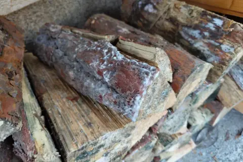 Stapel von Holzscheiten mit weißem Schimmel. Das Brennholz ist feucht und zeigt Anzeichen von Verfall.