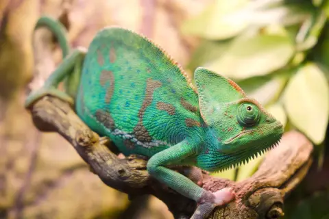 Zielony kameleon z brązowymi plamami siedzi na gałęzi. Zastanawiasz się, ile żyje kameleon?