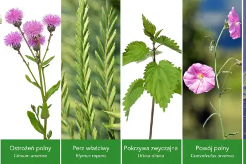 Pospolite chwasty polne: Identyfikacja, zwalczanie i zaskakujące zastosowania