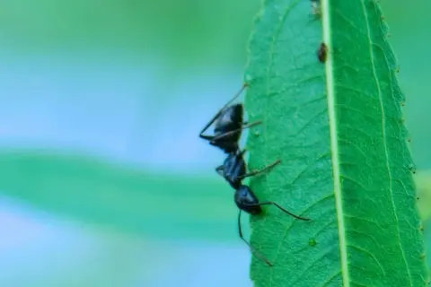 Ameise krabbelt auf einem grünen Blatt. Was tun gegen Ameisen im Hochbeet?