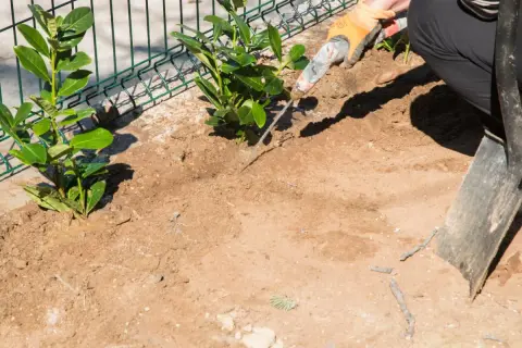 Sadzenie laurowiśni na żywopłot: co ile sadzić? Dłonie w rękawiczkach sadzą młode krzewy przy siatce.