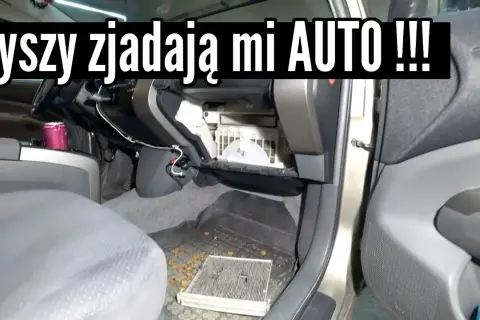 Jak usunąć zapach myszy w samochodzie i zapobiec ich powrotowi