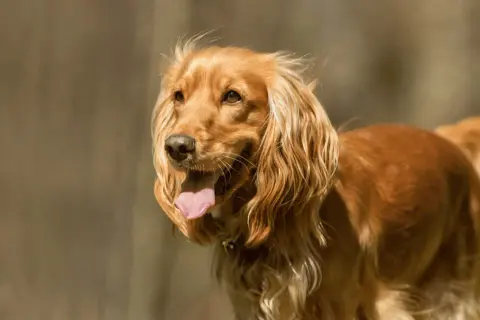 Cocker spaniel czy gubi sierść? Odkryj prawdę o linieniu tej rasy